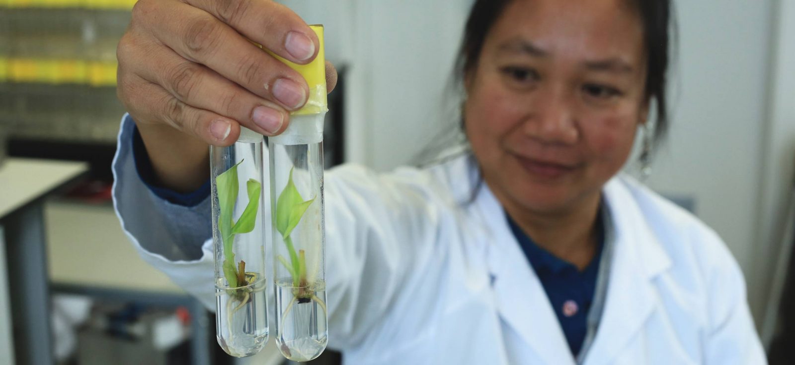 In Vitro tubes containing banana at Bioversity International