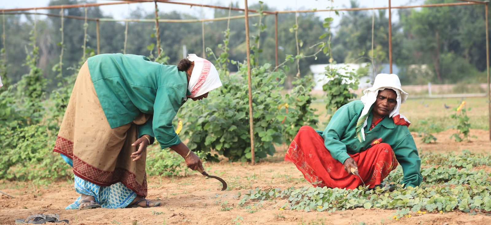 ICRISAT field staff working the pigeonpea Regeneration and Characterisation field. 