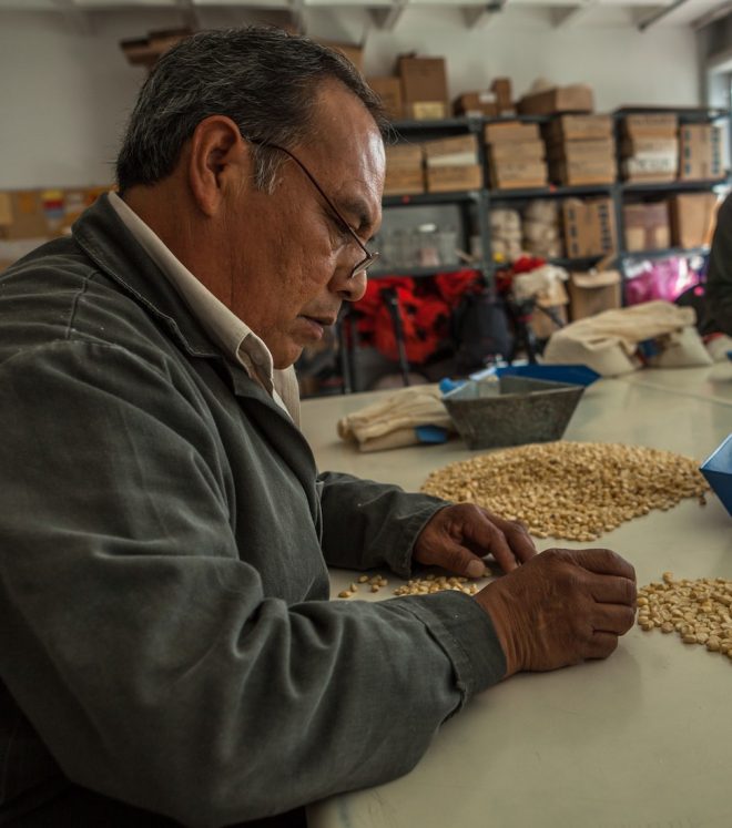 A CIMMYT technician counts maize seeds in the CIMMYT genebank. 