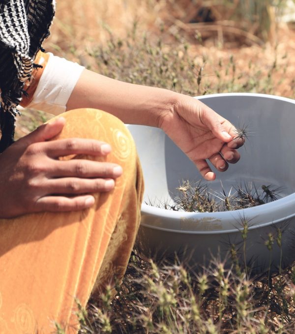 Collecting in the fields at ICARDA in Terbol, LebanonCredit: Shawn Landersz 