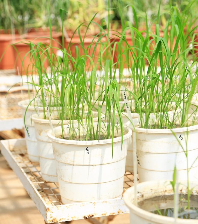 Accessions of wild cereals ready for multiplication at the ICRISAT genebank.