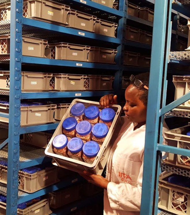 IITA’s medium-term storage. Seeds conserved in medium-term storage are kept at 4 degrees celsius. 