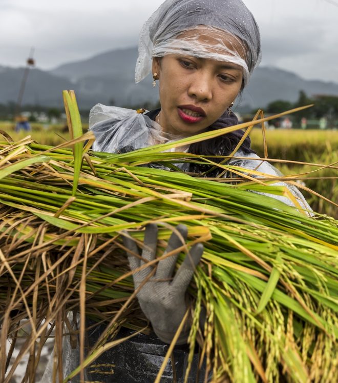 Harvesting rice accessions at IRRI in Los Baños, Philippines. 