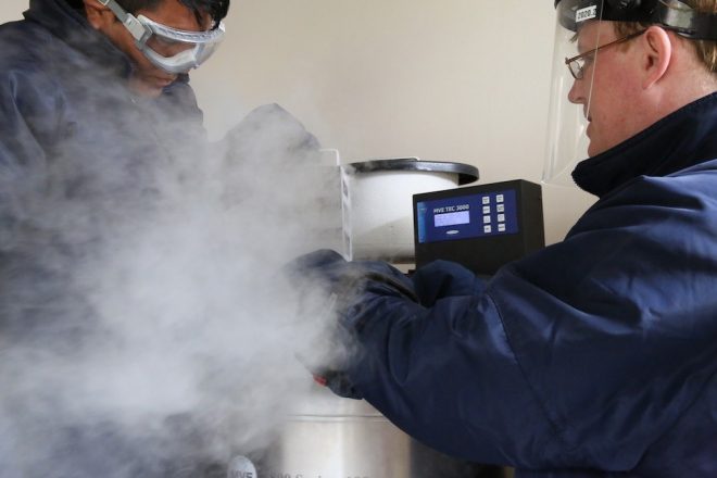 Cryopreservation at the CIP genebank in Lima, Peru. 