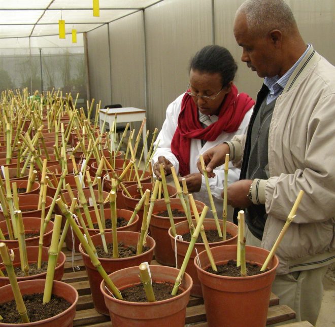 Two ILRI genebank staff plant and label cuttings of Napier grass, received from EMBRAPA, Brazil into pots. 