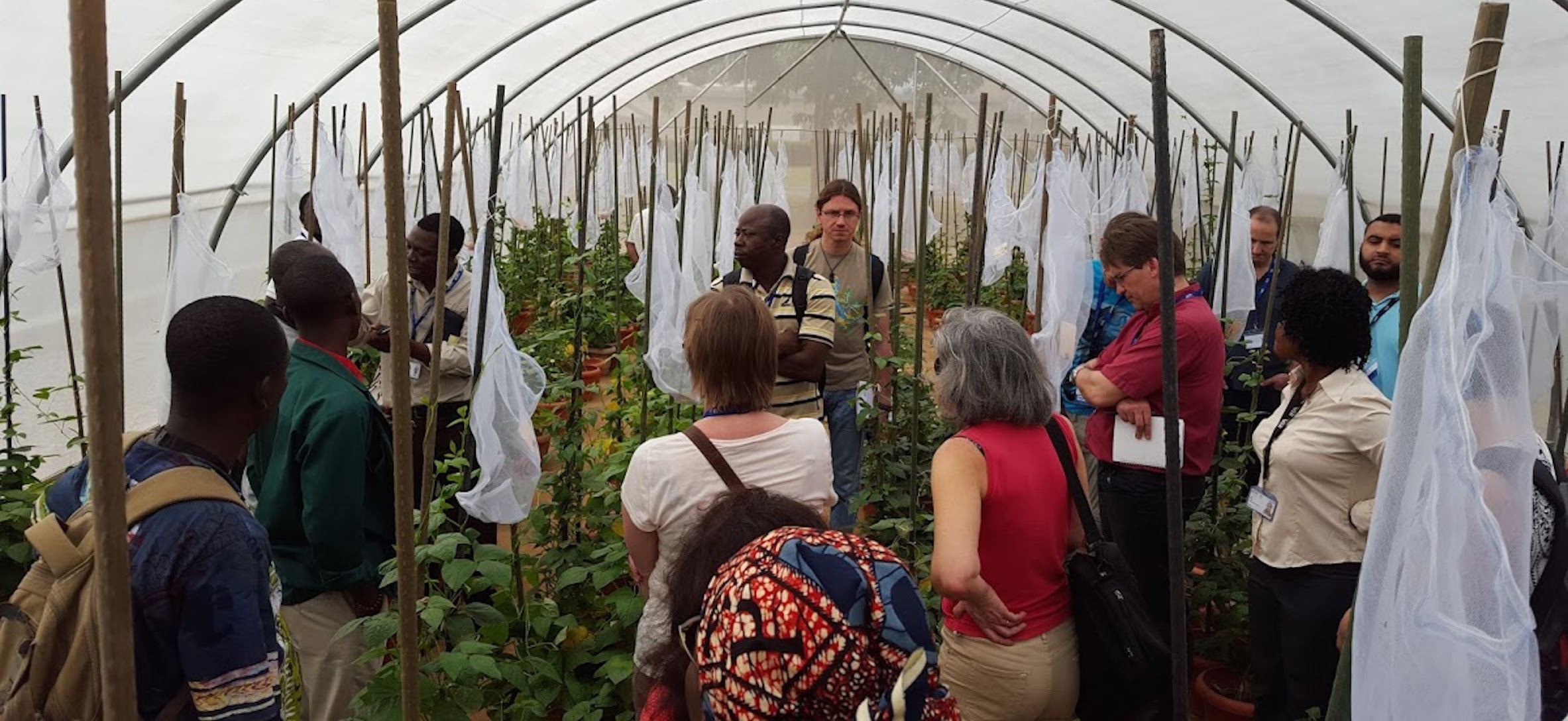 Cowpea pods drying at IITA. Harvesting cowpea includes collecting pods in bags and allowing pods to air dry as they are harvested. G.O.A.L workshop, March 2016 at IITA in Ibadan, Nigeria. Credit: Janny Van Beem 