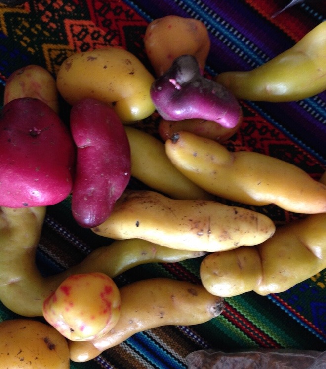 Andean roots and tubers from El Parque de la Papa in Cusco, Peru Credit: Crop Trust 