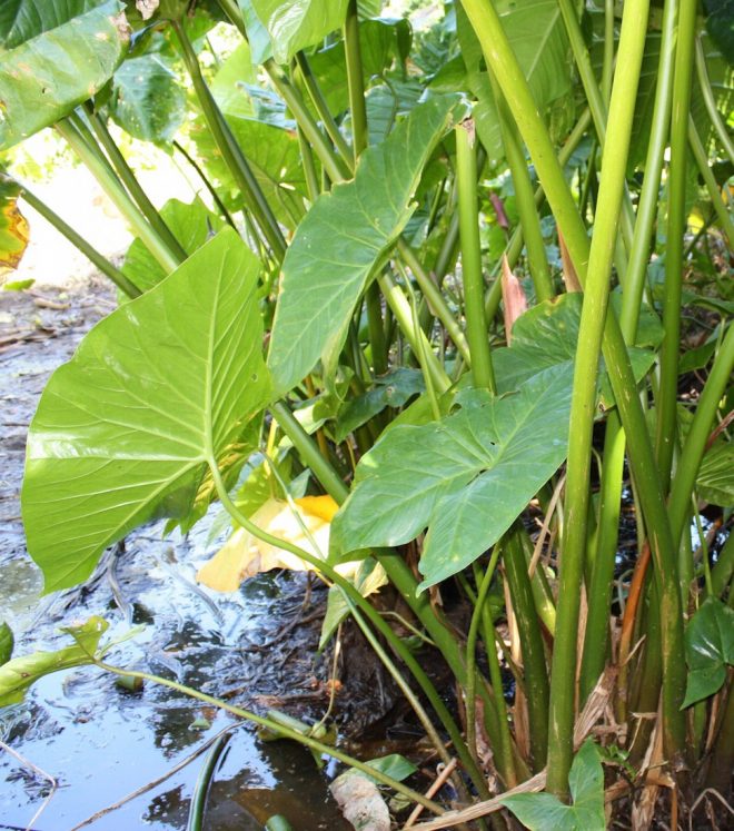 Aroids in Fiji Credit: Charlotte Lusty, Global Crop Diversity Trust 