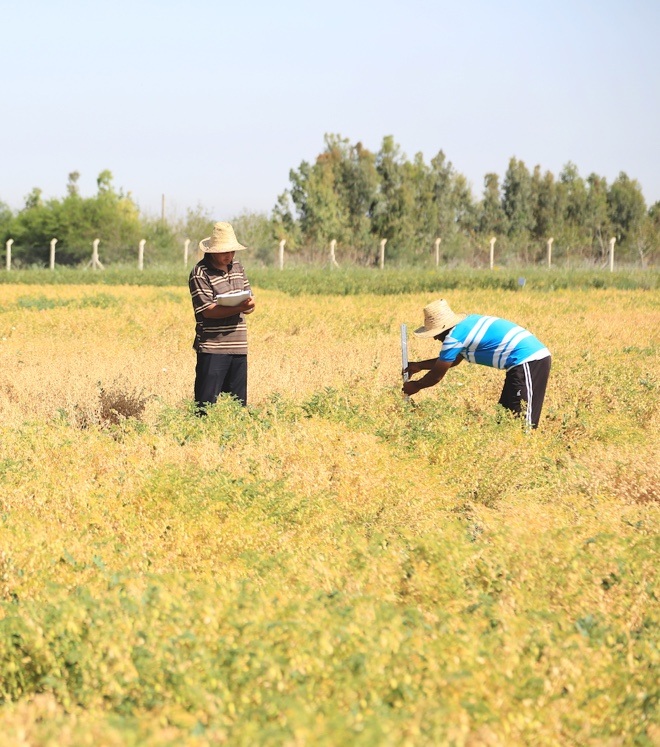 ICARDA staff measure the height of chickpea accessions growing in the multiplication plots in Marchouch.