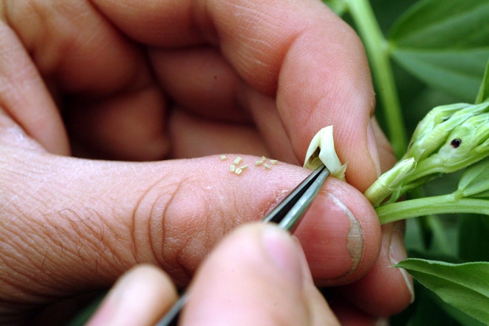 Faba bean Emasculation flower Credit: ICARDA