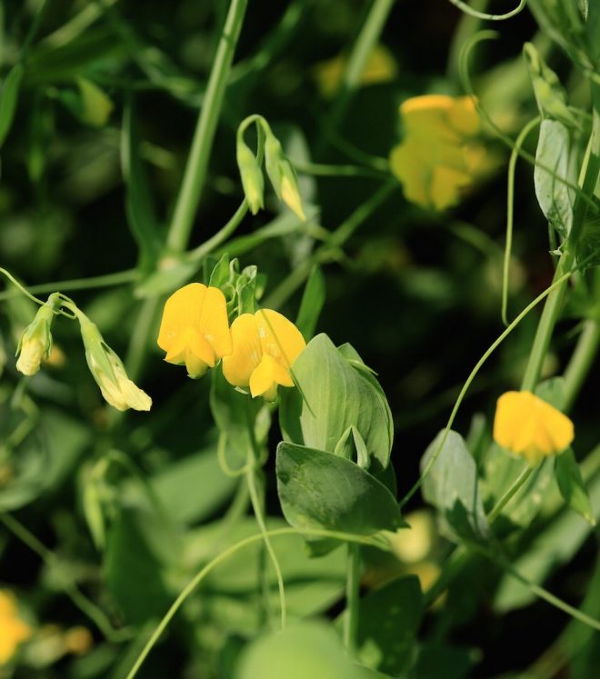 Forage legumes, flowering at ICARDA in Terbol, LebanonCredit:Shawn Landersz 