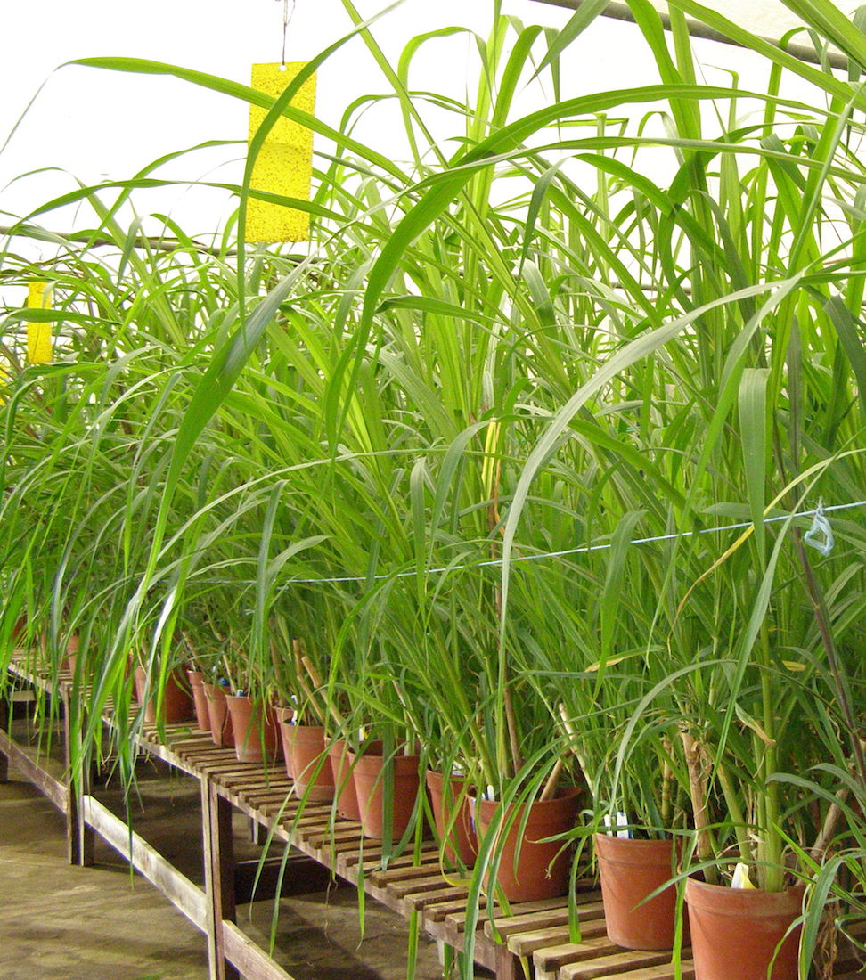 New accessions of Napier grass received at ILRI’s Forage Genebank from EMBRAPA in Brazil. Credit: International Livestock Research Institution 