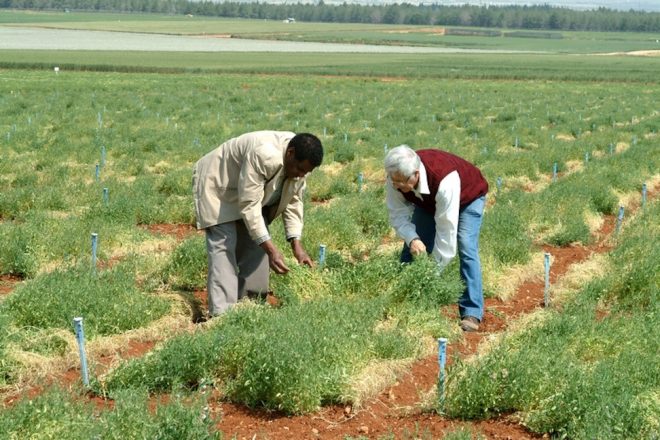 Grasspea, Lathyrus sativus, growing in the fields at ICARDA Credit: ICARDA