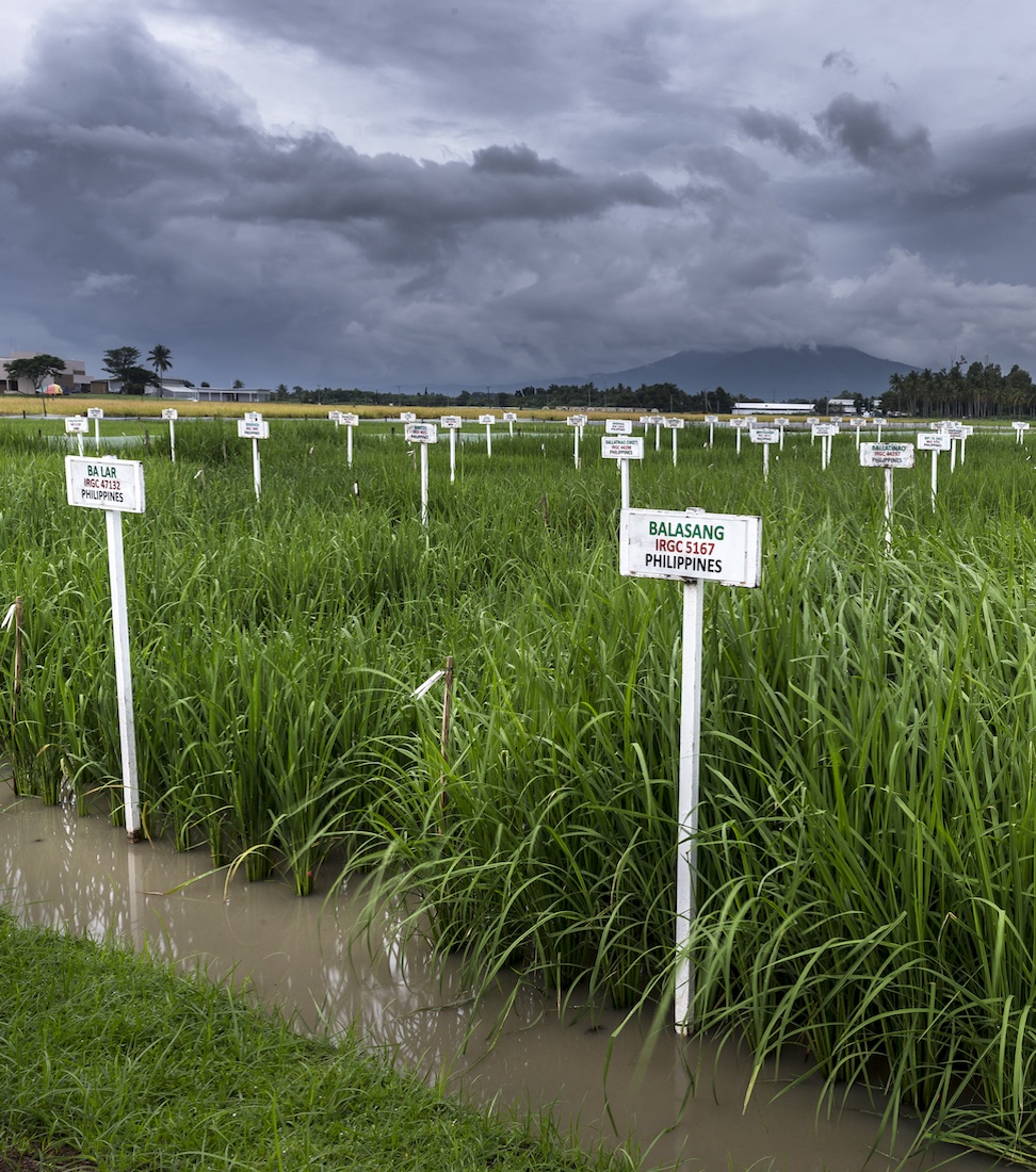 Rice accessions growing at IRRICredit: Getty Images Reportage Photographer Brent Stirton