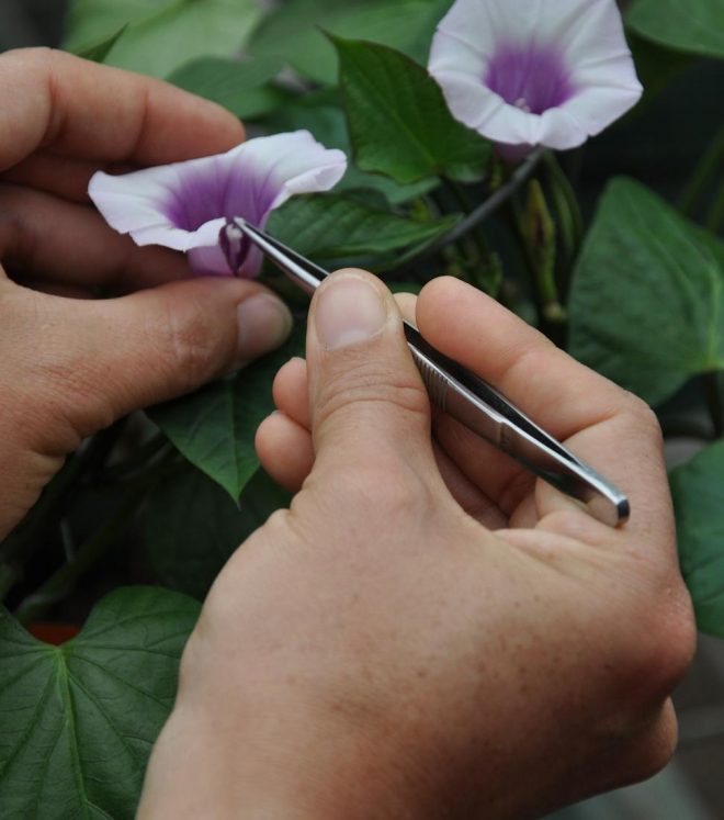 Sweet potato fertilization Credit: Cary Fowler, Global Crop Diversity Trust 