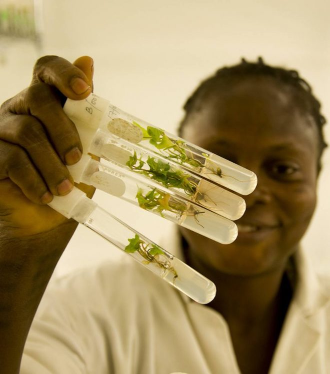 Yams in vitro Credit: Jeff Haskins