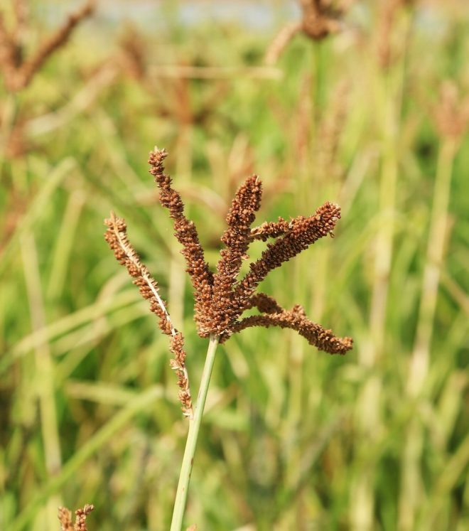 Regeneration of finger millet at ICRISAT Credit: Shawn Landersz 