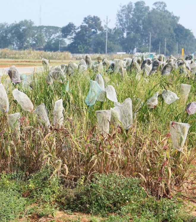 Regeneration and characterization of Sorghum at ICRISAT. Credit: Shawn Landersz 