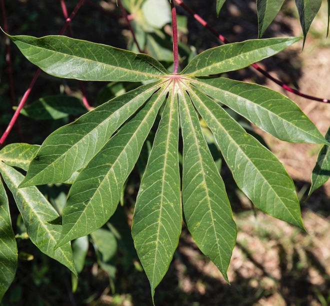 Cassava growing in Zambia. Credit: Getty Images Reportage photographer Toby Smith