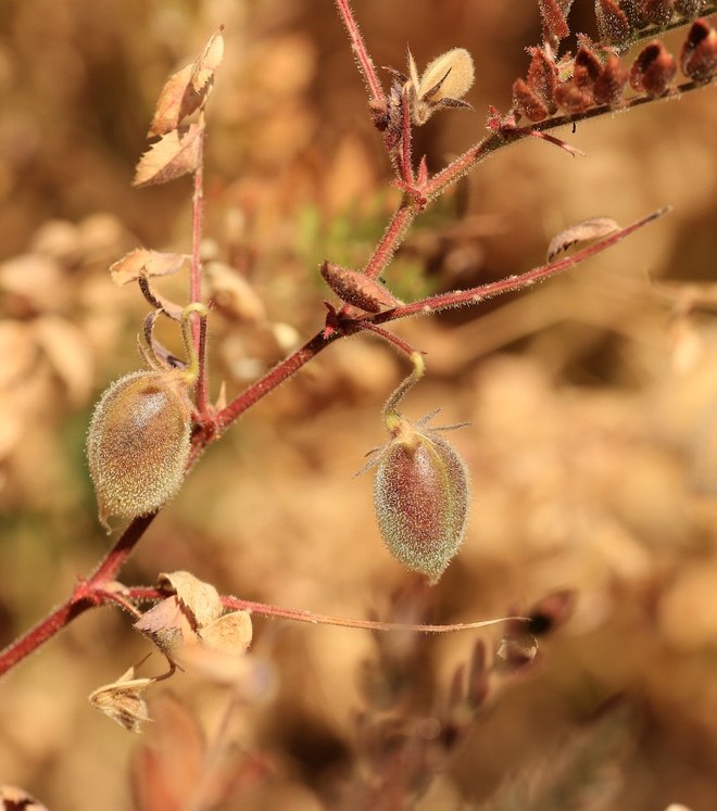 Svalbard Chickpea Multiplication plots at ICARDA in Marchouch, Morocco. Credit: Shawn Landersz 