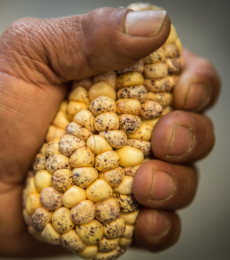 October 8, 2015. Different varieties of Maize are displayed after collection before stored at the Maize Genebank in Texcoco, Mexico. Photo Credit: Juan Arredondo/Reportage by Getty Images for The Global Crop Diversity Trust.