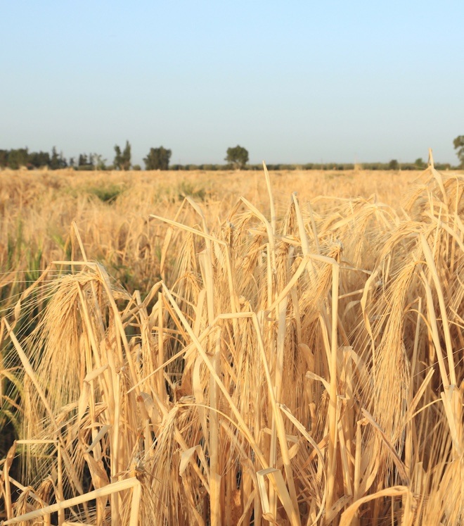 Barley accessions growing at ICARDA in Marchouch, Morocco Credit: Shawn Landersz 