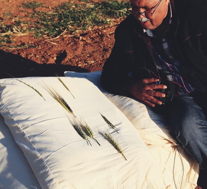 Ahmed Amri explaining varieties of Barley at ICARDA’s research station in Terbol, Lebanon. Credit: Shawn Landersz