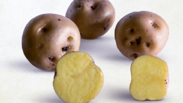 Amarilla tumbay – a very popular and readily available yellow fleshed potato that is good for fries or boiled. Photo: Rene Gomez/CIP