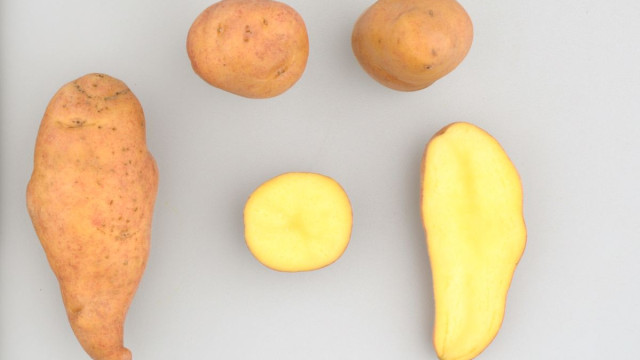 Camotilla – translation = little sweetpotato perhaps so named because the skin looks a bit like sweetpotato skin. Yellow flesh with tiny fine starch grains and thus has a wonderful feel in your mouth. Good boiled or in the oven. Photo: Rene Gomez/CIP