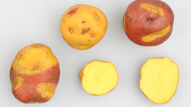 Peruanita – translation = little Peru because the skin is mottled red and white like the Peruvian flag. This yellow fleshed landrace is readily available in the supermarket and is a versatile potato either boiled of cooked in the oven. In contrast to Camotilla, Peruanita has large starch grains which can be a bit like eating uncooked rice grains – but good!
